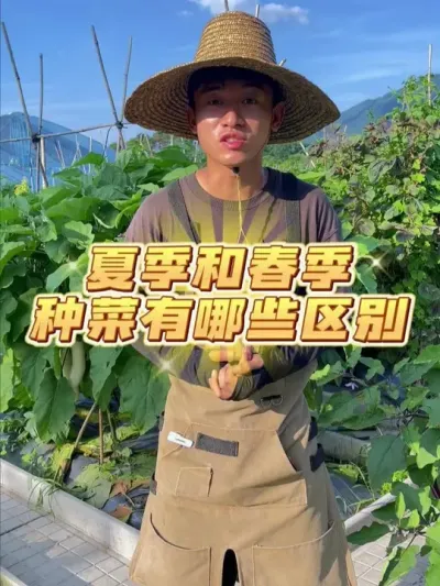 夏季和春季种菜有哪些不一样？ #种植小技巧 #关注我一起学种菜 #家庭种植 #我的小菜园 #种菜