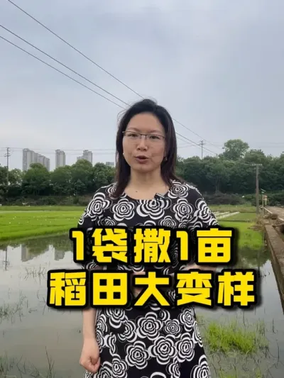 1袋管1亩 百镙漂杀螺绝了！！！ #种之道 #水稻种植技术 #高产 #新农人计划 #福寿螺防治