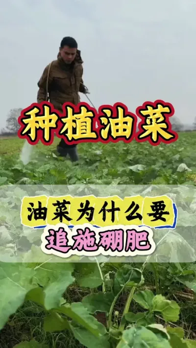 油菜想要花多荚多，千万要喷施硼肥#油菜硼肥 #油菜硼肥什么时候用 #流体硼 #流体硼肥 #硼肥的功效与作用