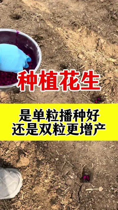 #花生底肥 #花生施肥 #花生颗粒硼肥 #花生高产种植 #花生种植