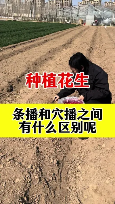 花生种植是条播好还是穴播好#花生种植 #花生高产 #花生种植管理技术 #花生高产种植 #花生颗粒硼肥