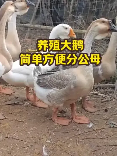 养殖大鹅，简单方便分公母#抖音三农#养殖#养鹅