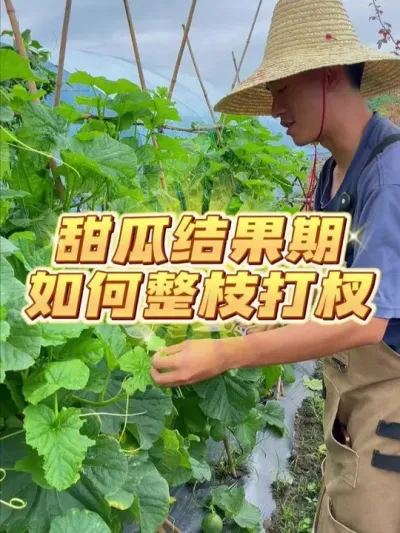 甜瓜结果期如何整枝打杈？ #种植小技巧 #关注我一起学种菜 #自己种的纯天然的绿色蔬菜 #家庭种植 #甜瓜种植
