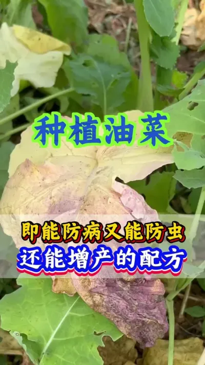 油菜病虫害防治配方#油菜一喷三防 #油菜一喷三防增产套餐 #油菜病虫害防治 #油菜高产套餐 #油菜种植