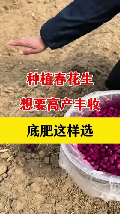 花生种植想要高产丰收底肥怎样选#花生种植 #花生施肥 #花生底肥 #花生颗粒硼肥 #花生种植管理