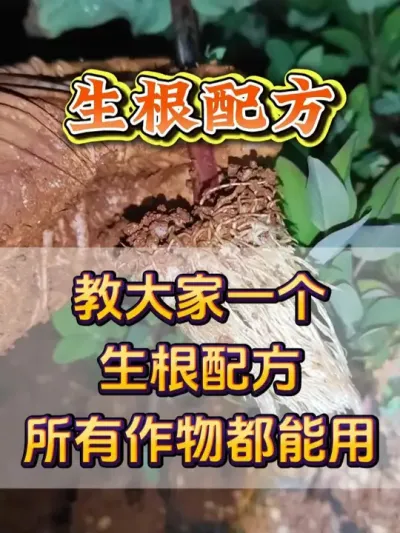 所有作物都能用的生根配方 #生根剂 #生根粉 #生根壮苗 #优质农产品 #生根