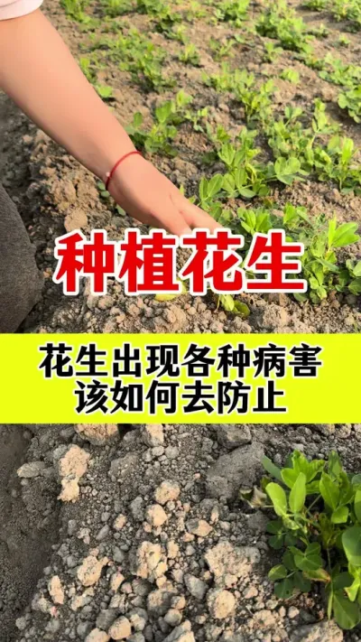 花生病害防治管理#花生种植 #花生病害防治 #花生病菌清 #花生高产管理 #花生种植管理技术