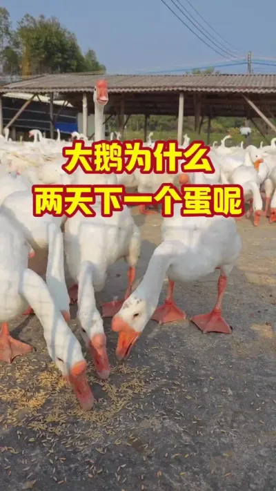 大鹅为什么，两天下一个蛋呢#抖音三农#养鹅#养殖