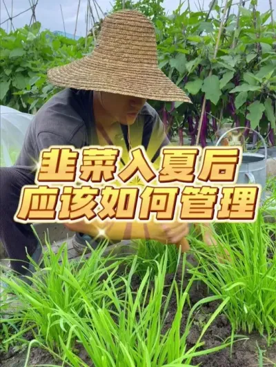 韭菜入夏后应该如何管理？ #种植小技巧 #关注我一起学种菜 #家庭种植 #自己种的纯天然的绿色蔬菜 #韭菜种植