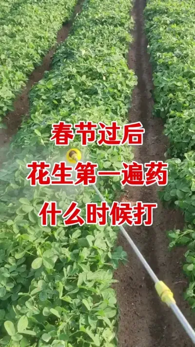 花生年后第一遍药一定要选对#花生种植 #花生种植管理技术 #花生高产种植 #花生膨大粒粒饱