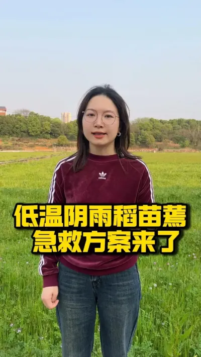 低温阴雨稻苗蔫，急救方案来了 #种之道  #水稻种植技术 #高产 #春耕进行时 #实力朋