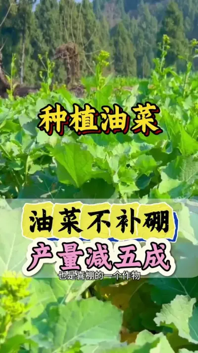油菜硼肥的作用是什么#硼肥的功效与作用 #油菜硼肥 #油菜补硼 #流体硼肥 #油菜高产管理