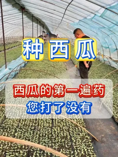 西瓜的第一遍药您打了没有 #西瓜种植 #西瓜种植技术 #种植小技巧 #大棚西瓜 #西瓜病害防治