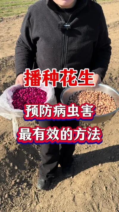 花生拌种与不拌种有什么区别#花生种植 #花生拌种剂 #拌种剂 #花生拌种 #种子专用拌种剂