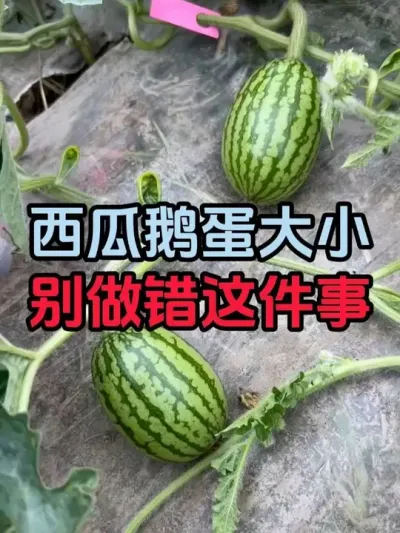 西瓜鹅蛋大小别做错这件事 #西瓜种植 #膨大增甜#西瓜管理 #助力农业发展 #来抖音学农技