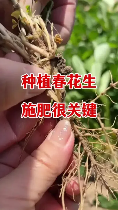 花生种植施肥很关键#花生种植 #花生高产 #花生施肥 #花生颗粒硼肥 #颗粒硼肥