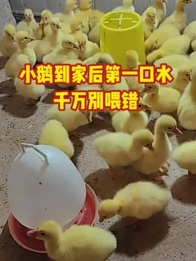 小鹅到家第一口水，千万别喂错#抖音三农#养鹅#养殖