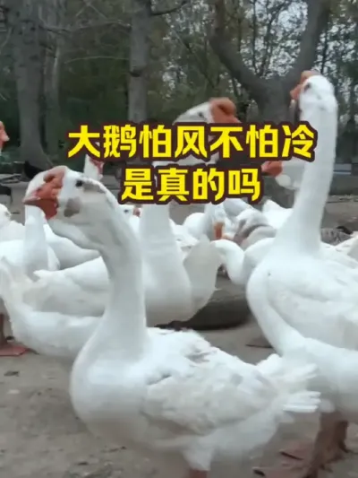 大鹅怕风不怕冷，是真的吗 #抖音三农#养鹅#养殖