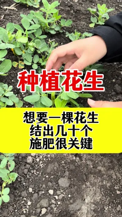 花生施肥很关键#花生高产 #花生高产种植 #花生高产管理 #花生高产叶面肥 #花生膨大粒粒饱