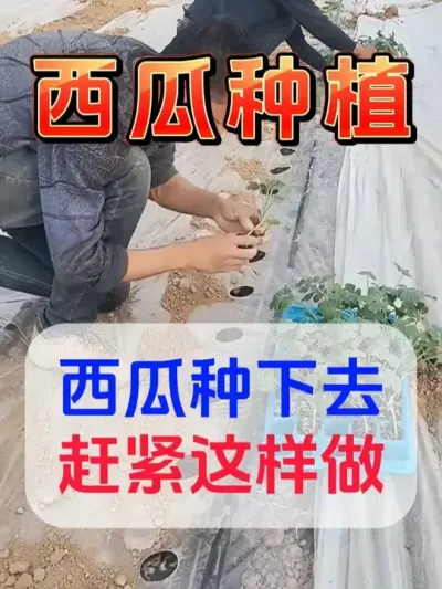 西瓜种下去赶紧做这件事 #西瓜种植 #膨大增甜 #露天西瓜 #西瓜管理 #西瓜六必治