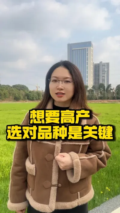 再生稻两季2000斤 90%的人选错种 #种之道  #水稻种植技术  #高产 #水稻品种  #春耕进行时
