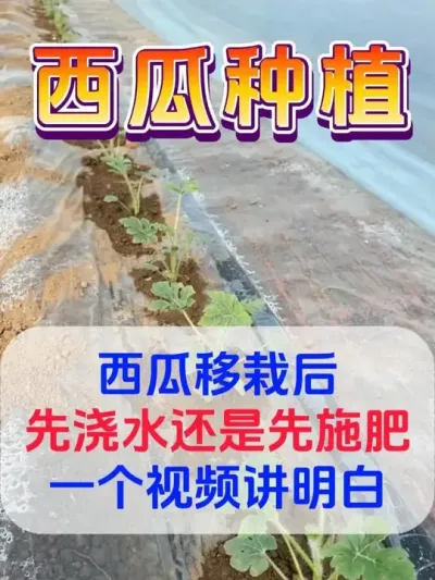 西瓜移栽后先浇水还是先施肥 #西瓜种植 #花芽分化 #西瓜坐瓜 #西瓜移栽 #西瓜管理