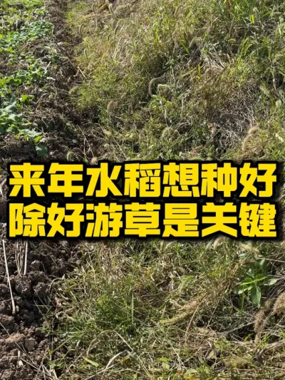 要想来年大面积把水稻种好，种出产量，田里的游草要除好，不然对水稻的生长有很大的影响#水稻种植 #三农 #抖音助农 #农业种植  #病虫草害防治