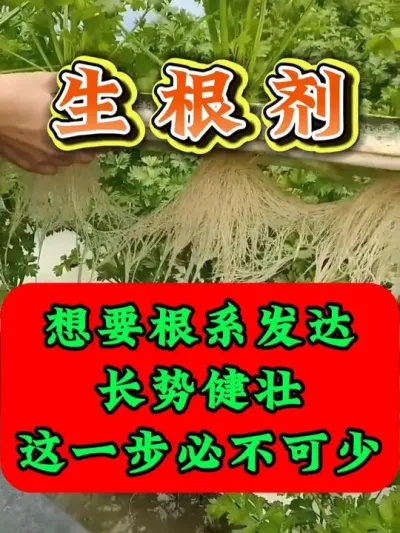 想要根系发达，这一步必不可少 #生根剂 #生根粉 #生根壮苗 #优质农产品 #生根