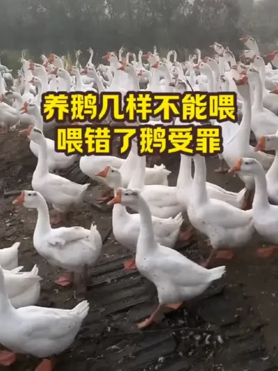 养鹅几样不能喂，喂错鹅受罪 #抖音三农#养鹅#养殖