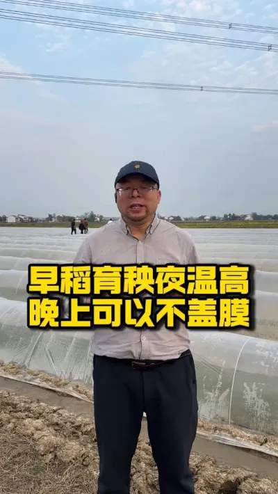 早稻育秧夜温高，晚上可以不盖膜 #种之道  #水稻种植技术 #育秧  #高产  #春耕进行时