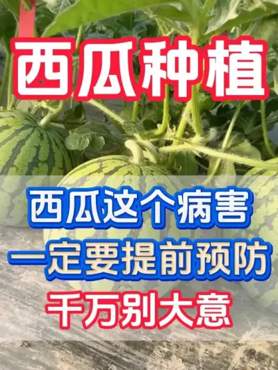西瓜这个病害一定要提前预防 #西瓜种植 #花芽分化 #西瓜坐瓜 #西瓜移栽 #西瓜管理
