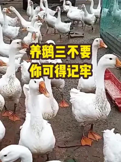 养鹅三不要，你可得记牢#三农#养鹅#养殖