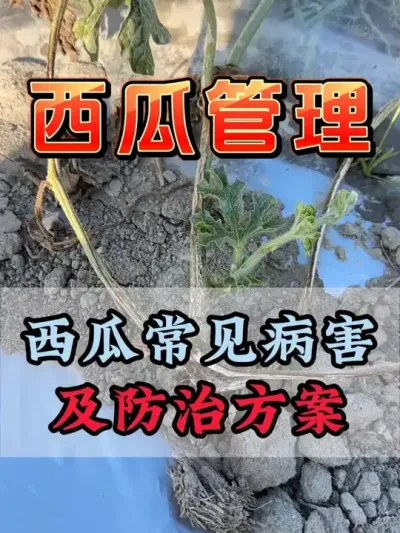 西瓜常见问题及防治方案 #西瓜种植 #花芽分化 #膨大增甜 #西瓜移栽 #西瓜管理