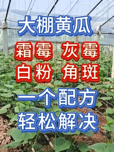 大棚黄瓜病害一个配方轻松解决 #黄瓜种植 #黄瓜种植技术 #大棚蔬菜 #无限回购的宝藏单品 #抖音商城大牌钜惠