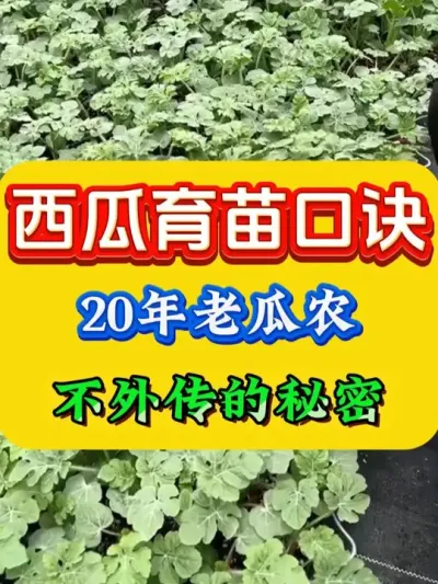 西瓜育苗口诀 #西瓜种植  #西瓜育苗  #西瓜知识  #西瓜移栽  #西瓜管理