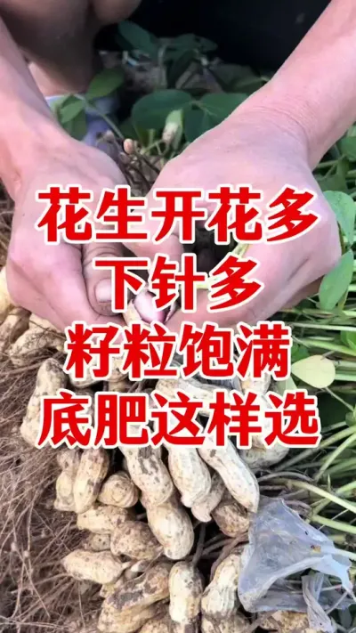 花生底肥怎样选花生开花多荚多#花生种植 #花生施肥 #花生底肥 #颗粒硼 #花生颗粒硼肥