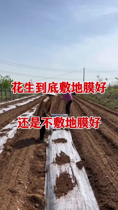 花生到底要不要覆地膜#花生种植 #花生覆地膜 #花生施肥 #花生颗粒硼肥 #花生高产种植