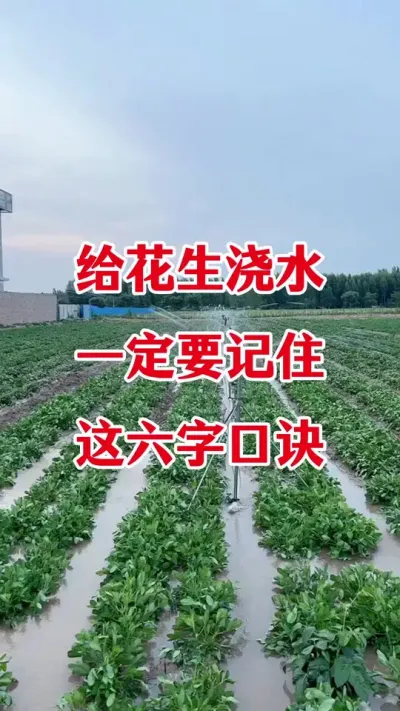 花生浇水注意事项#花生种植 #花生浇水 #花生种植管理 #花生 #花生高产