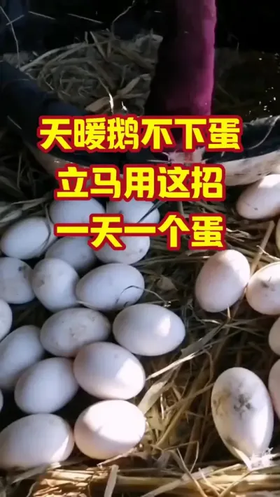 天暖和不下蛋，立马用这招，一天一个蛋#抖音三农#养鹅#养殖