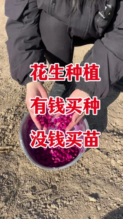 花生专用拌种剂#花生种植 #花生拌种剂 #花生拌种 #拌种剂 #花生高产