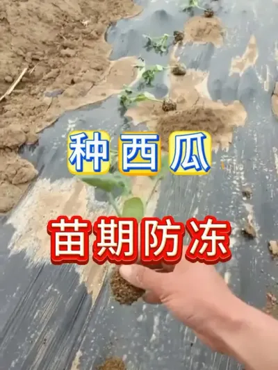 大棚西瓜苗期防冻很关键 #西瓜种植 #西瓜种植技术 #种植小技巧 #大棚西瓜 #植物防冻剂