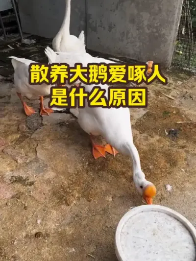 散养大鹅爱啄人，是什么原因 #抖音三农#养鹅#养殖