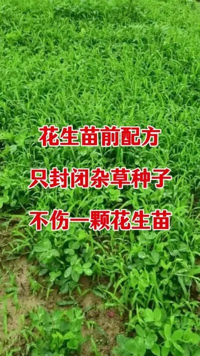 花生苗前封闭除草剂#花生种植 #花生苗前封闭除草剂 #花生苗前封闭 #除草剂 #安全除草剂