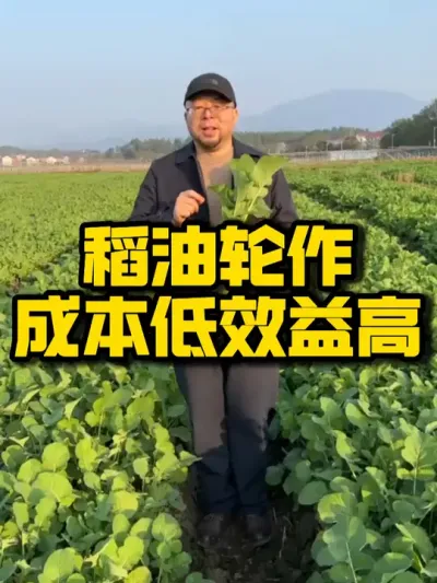什么样的种植模式是好的种植模式，来年你不妨试试稻油轮作，不仅成本低劳动强度小，效益还高#三农 #水稻种植 #油菜 #种植模式 #种植技术推广