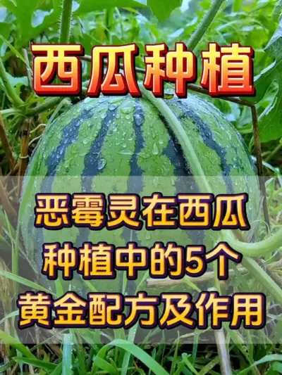 恶霉灵在西瓜种植中的妙用 #西瓜种植 #西瓜缓苗 #种植小技巧 #恶霉灵 #西瓜管理