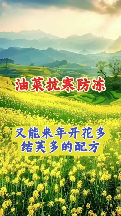 油菜防寒抗冻要来早#油菜冻害 #油菜防冻#油菜防冻配方 #植物防冻剂