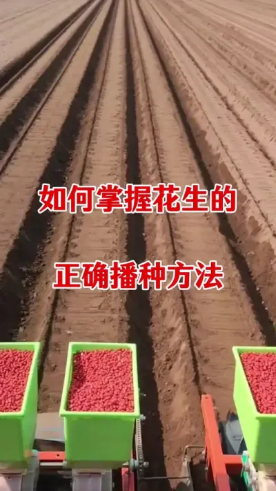 花生如何正确播种#花生种植 #花生高产种植 #花生施肥 #花生颗粒硼肥 #花生选肥