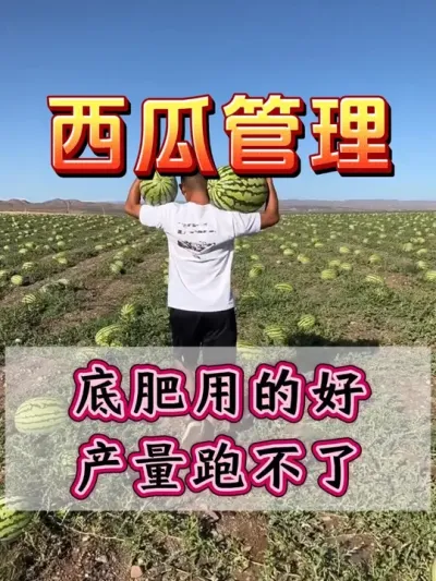 西瓜底肥用的好产量自然跑不了 #西瓜种植  #西瓜坐瓜 #西瓜移栽 #西瓜管理 #无限回购的宝藏单品