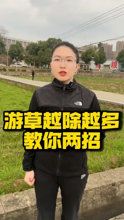 游草越除越多？二大绝招教你根治！ #水稻管理  #水游草防治  #农业技术 #种之道 #高产