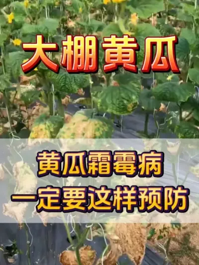 黄瓜霜霉病一定要这样预防 #黄瓜种植 #黄瓜管理 #大棚蔬菜#无限回购的宝藏单品 #抖音商城大牌钜惠